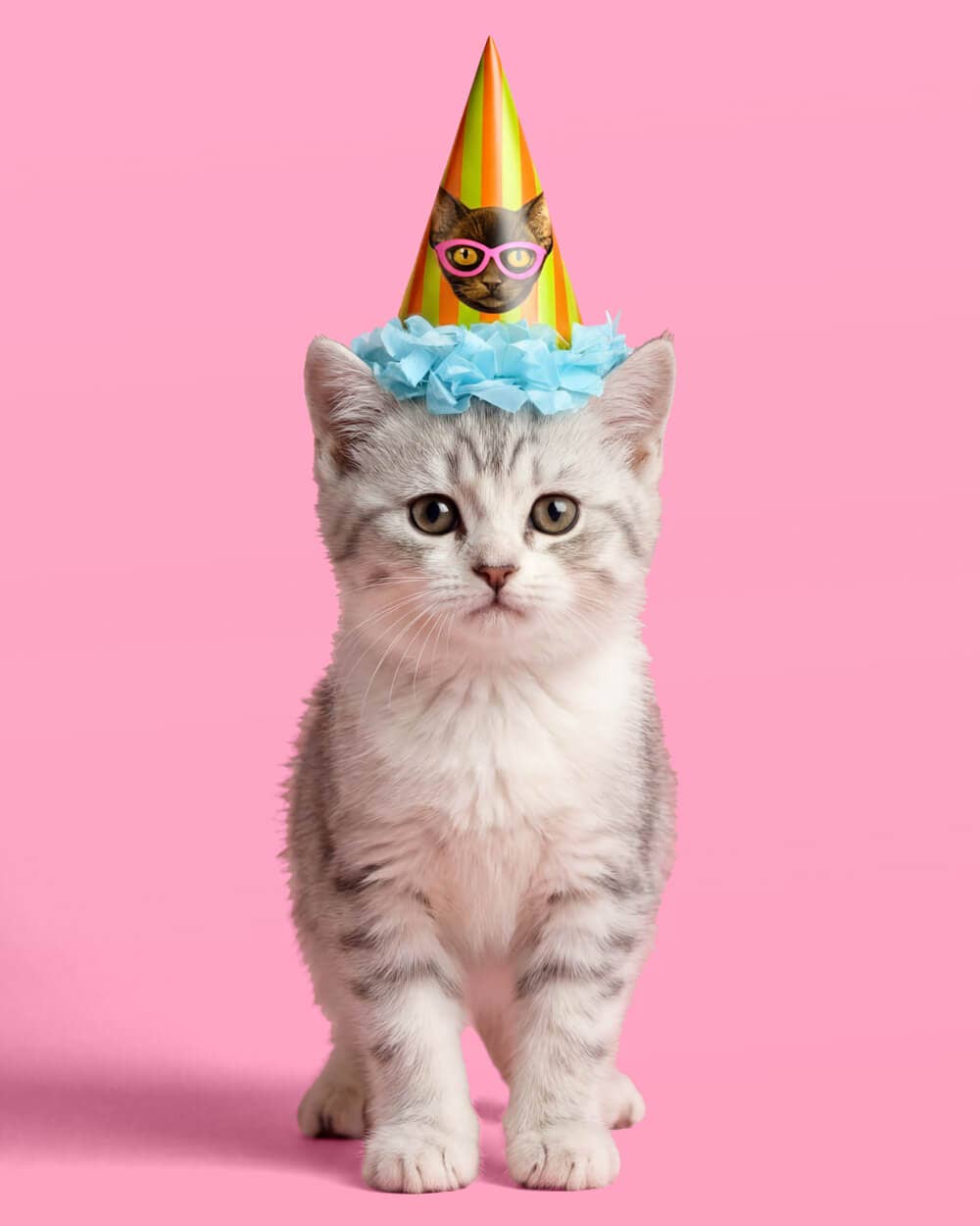 Cat Mini Party Hats